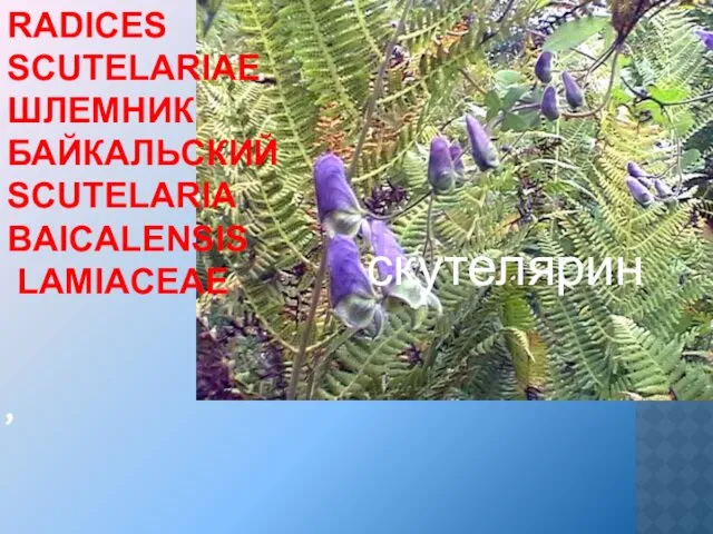 , RADICES SCUTELARIAE ШЛЕМНИК БАЙКАЛЬСКИЙ SCUTELARIA BAICALENSIS LAMIACEAE скутелярин