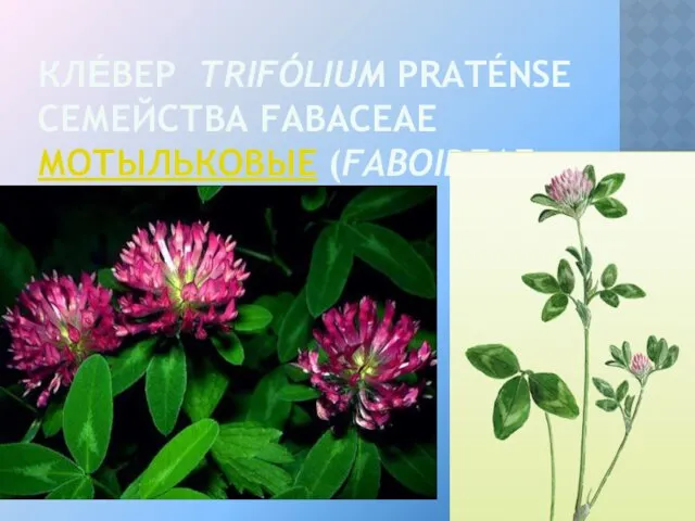 КЛЕ́ВЕР TRIFÓLIUM PRATÉNSE СЕМЕЙСТВА FABACEAE МОТЫЛЬКОВЫЕ (FABOIDEAE