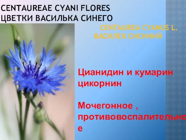 CENTAUREAE CYANI FLORES ЦВЕТКИ ВАСИЛЬКА СИНЕГО CENTAUREA CYANUS L. ВАСИЛЕК