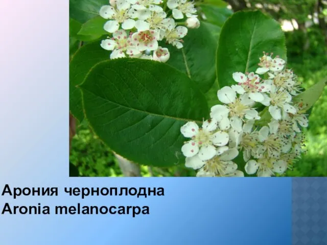 Арония черноплодна Aronia melanocarpa