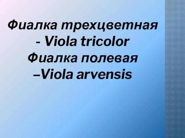 Фиалка трехцветная - Viola tricolor Фиалка полевая –Viola arvensis