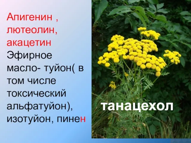 Апигенин , лютеолин, акацетин Эфирное масло- туйон( в том числе токсический альфатуйон), изотуйон, пинен танацехол