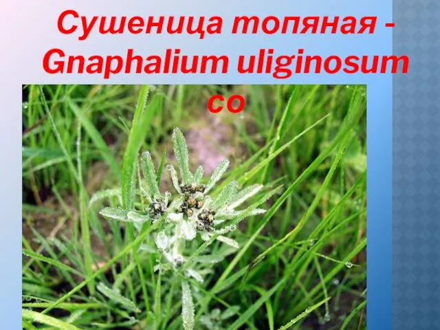 Сушеница топяная - Gnaphalium uliginosum со