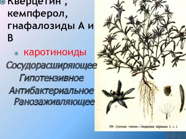 Кверцетин , кемпферол, гнафалозиды А и В каротиноиды Сосудорасширяющее Гипотензивное Антибактериальное Ранозаживляющее