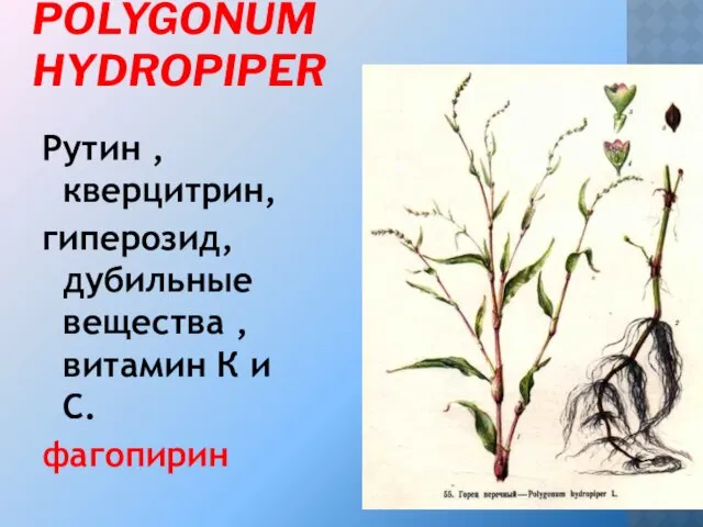 ГОРЕЦ ПЕРЕЧНЫЙ - POLYGONUM HYDROPIPER Рутин , кверцитрин, гиперозид, дубильные