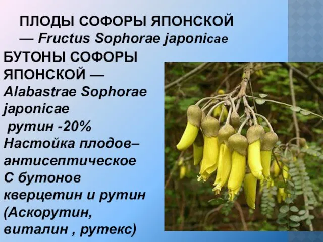 ПЛОДЫ СОФОРЫ ЯПОНСКОЙ — Fructus Sophorae japonicae БУТОНЫ СОФОРЫ ЯПОНСКОЙ