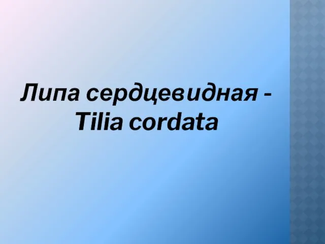 Липа сердцевидная - Tilia cordata