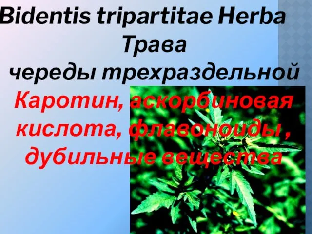 Bidentis tripartitae Herba Трава череды трехраздельной Каротин, аскорбиновая кислота, флавоноиды , дубильные вещества