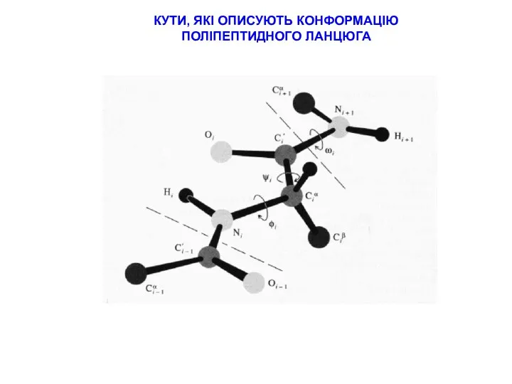 КУТИ, ЯКІ ОПИСУЮТЬ КОНФОРМАЦІЮ ПОЛІПЕПТИДНОГО ЛАНЦЮГА