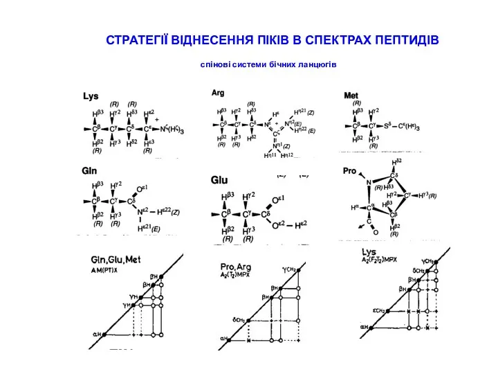 СТРАТЕГІЇ ВІДНЕСЕННЯ ПІКІВ В СПЕКТРАХ ПЕПТИДІВ спінові системи бічних ланцюгів