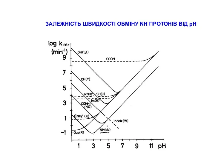 ЗАЛЕЖНІСТЬ ШВИДКОСТІ ОБМІНУ NH ПРОТОНІВ ВІД рН