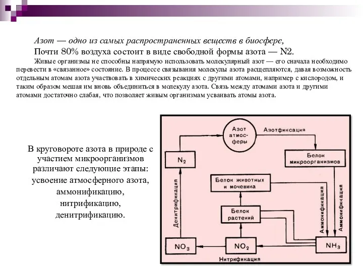 В круговороте азота в природе с участием микроорганизмов различают следующие