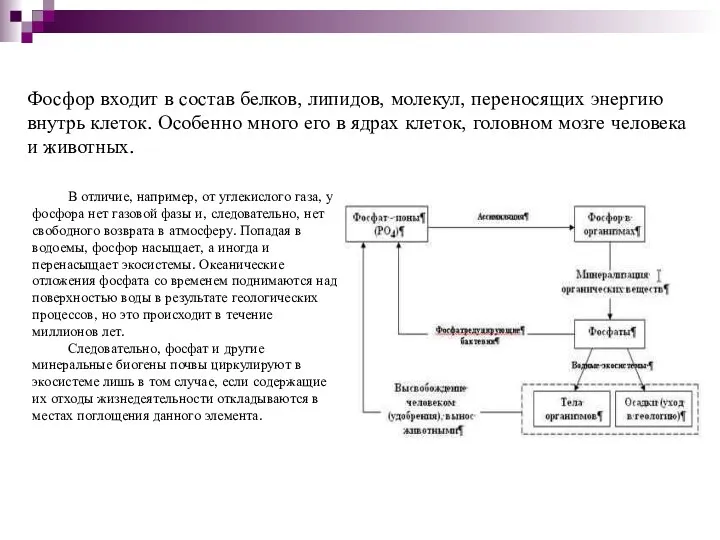 Фосфор входит в состав белков, липидов, молекул, переносящих энергию внутрь