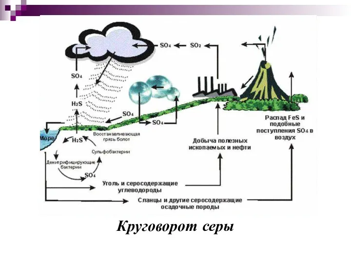 Круговорот серы