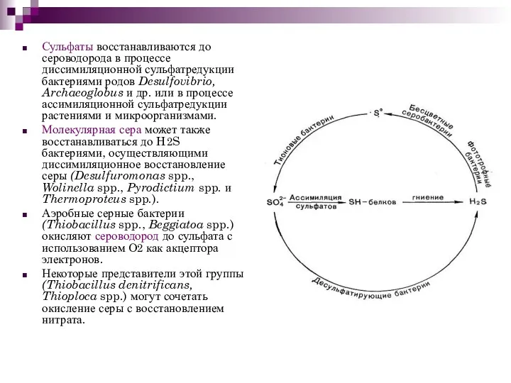 Сульфаты восстанавливаются до сероводорода в процессе диссимиляционной сульфатредукции бактериями родов