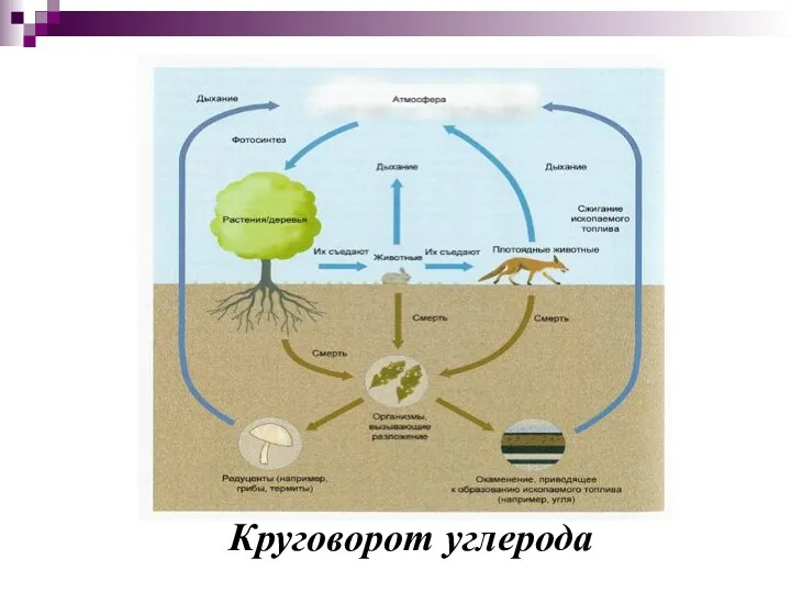 Круговорот углерода