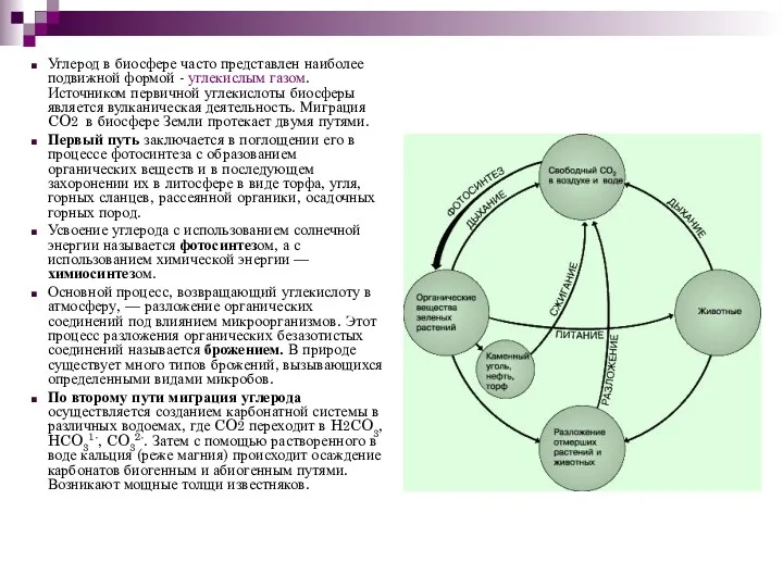 Углерод в биосфере часто представлен наиболее подвижной формой - углекислым
