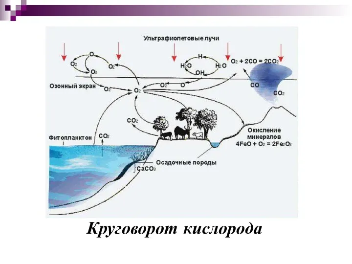 Круговорот кислорода