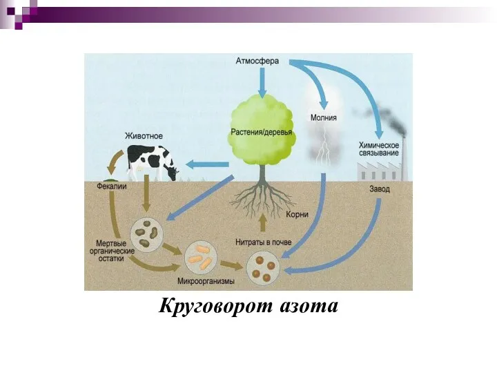 Круговорот азота