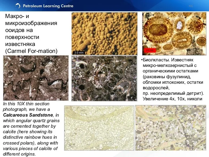 In this 10X thin section photograph, we have a Calcareous