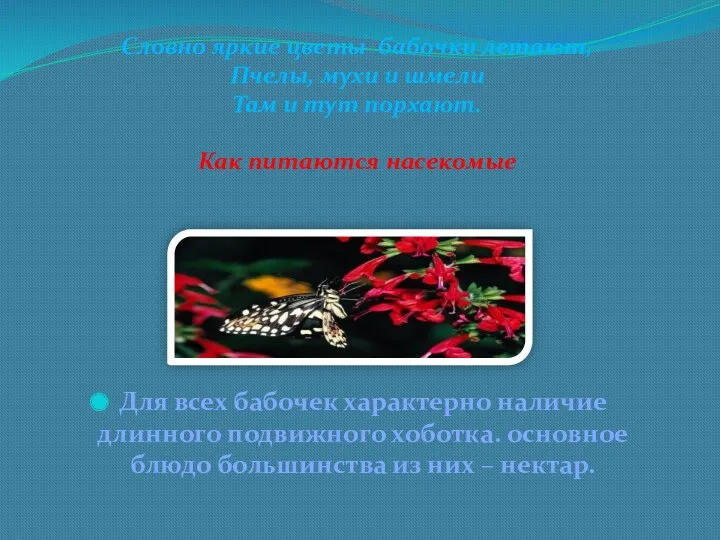 Для всех бабочек характерно наличие длинного подвижного хоботка. основное блюдо