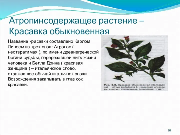 Атропинсодержащее растение – Красавка обыкновенная Название красавки составлено Карлом Линеем