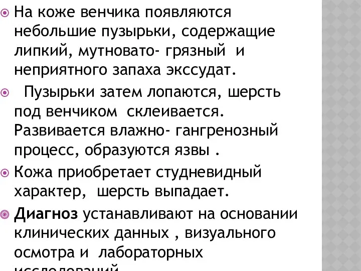 На коже венчика появляются небольшие пузырьки, содержащие липкий, мутновато- грязный