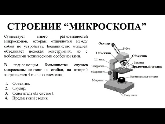 СТРОЕНИЕ “МИКРОСКОПА” Существует много разновидностей микроскопов, которые отличаются между собой