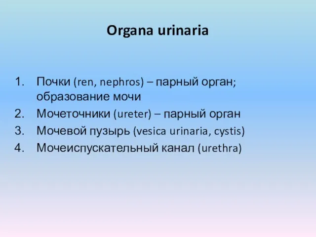Organa urinaria Почки (ren, nephros) – парный орган; образование мочи Мочеточники (ureter) –