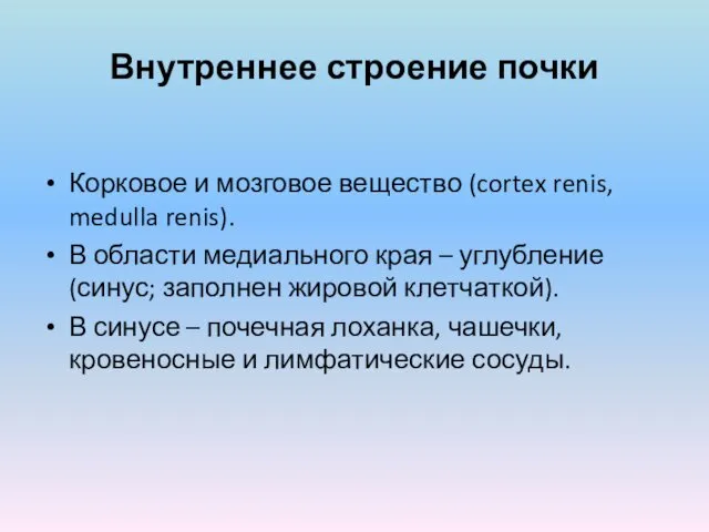 Внутреннее строение почки Корковое и мозговое вещество (cortex renis, medulla renis). В области