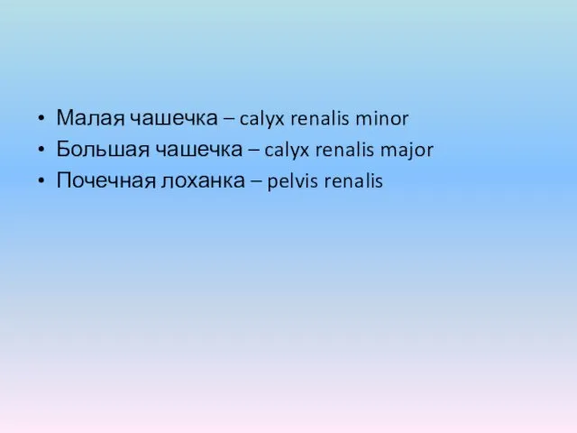 Малая чашечка – calyx renalis minor Большая чашечка – calyx renalis major Почечная