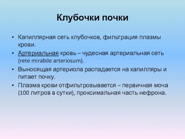 Клубочки почки Капиллярная сеть клубочков, фильтрация плазмы крови. Артериальная кровь