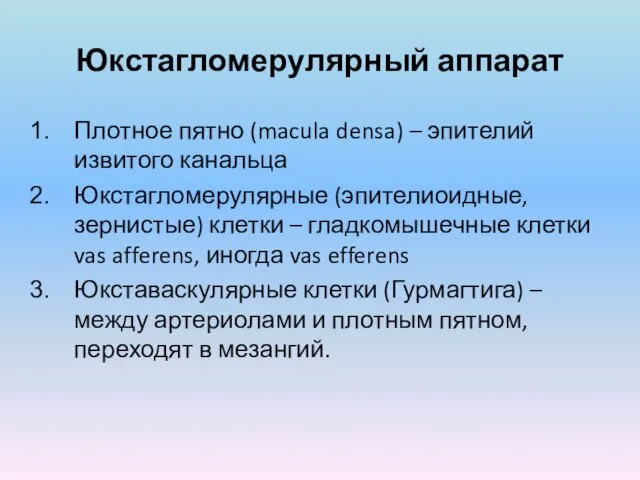 Юкстагломерулярный аппарат Плотное пятно (macula densa) – эпителий извитого канальца Юкстагломерулярные (эпителиоидные, зернистые)