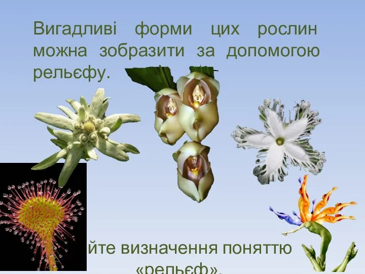 Вигадливі форми цих рослин можна зобразити за допомогою рельєфу. Дайте визначення поняттю «рельєф».