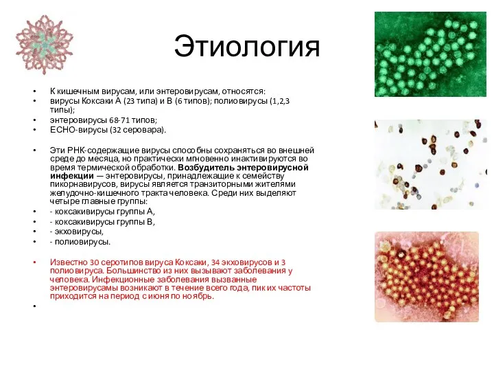 Этиология К кишечным вирусам, или энтеровирусам, относятся: вирусы Коксаки А (23 типа) и