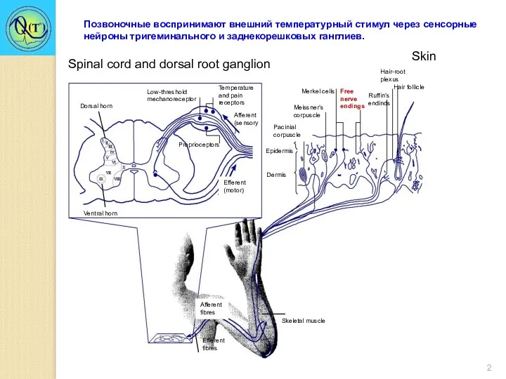 Dorsal horn Ventral horn Efferent (motor) Low-threshold mechanoreceptor Afferent (sensory