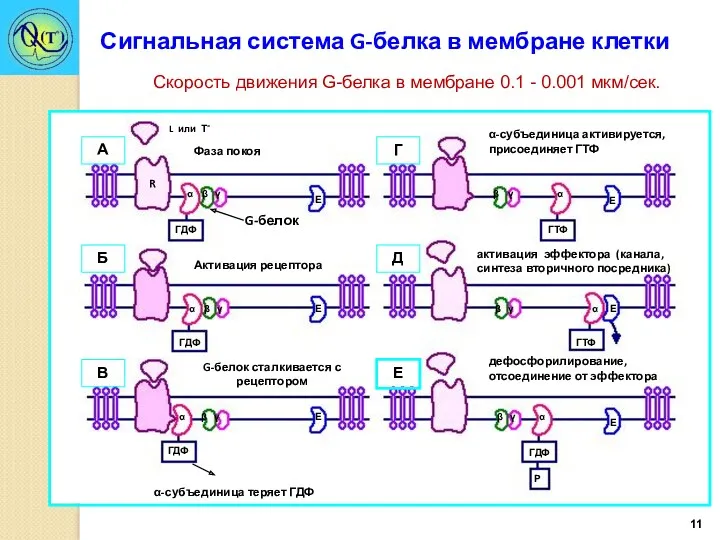 Сигнальная система G-белка в мембране клетки Скорость движения G-белка в мембране 0.1 - 0.001 мкм/сек.