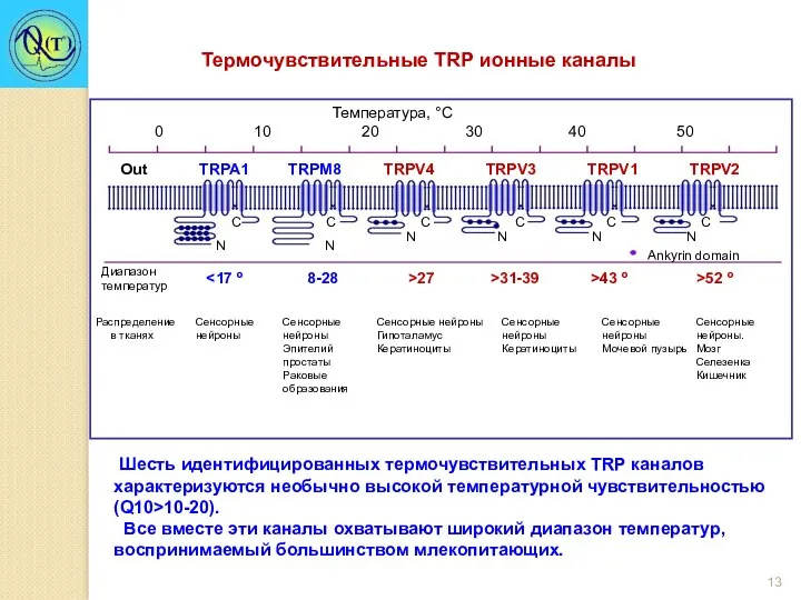 Термочувствительные TRP ионные каналы Шесть идентифицированных термочувствительных TRР каналов характеризуются