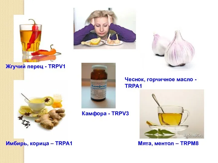 Мята, ментол – TRPM8 Жгучий перец - TRPV1 Камфора -