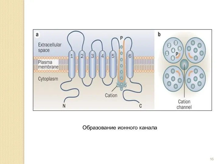 Образование ионного канала