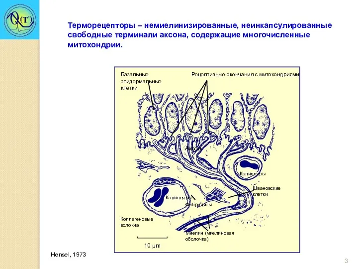 Терморецепторы – немиелинизированные, неинкапсулированные свободные терминали аксона, содержащие многочисленные митохондрии. Hensel, 1973