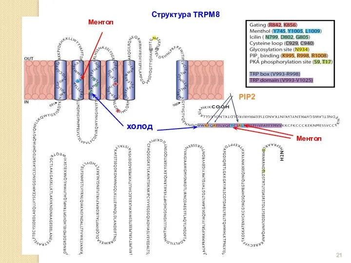 Структура TRPM8