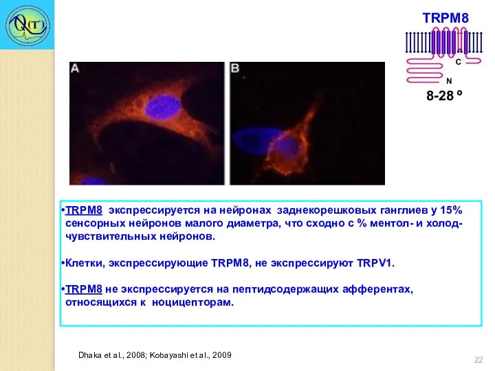TRPM8 экспрессируется на нейронах заднекорешковых ганглиев у 15% сенсорных нейронов