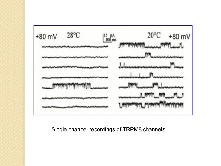 Single channel recordings of TRPM8 channels