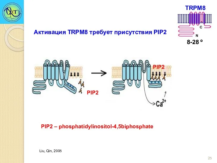 Активация TRPM8 требует присутствия PIP2 PIP2 – phosphatidylinositol-4,5biphosphate Liu, Qin, 2005 PIP2 PIP2