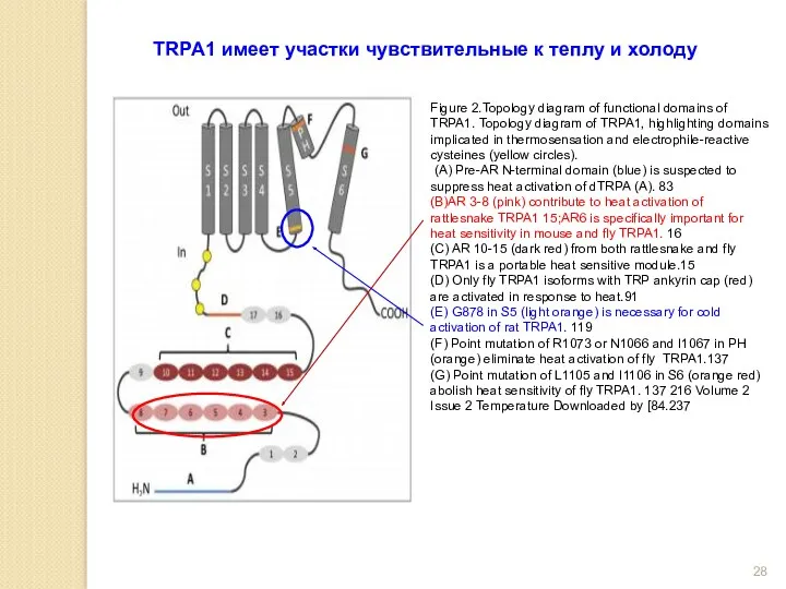 Figure 2.Topology diagram of functional domains of TRPA1. Topology diagram