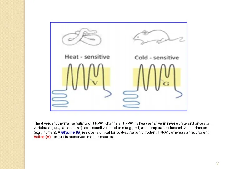 The divergent thermal sensitivity of TRPA1 channels. TRPA1 is heat-sensitive