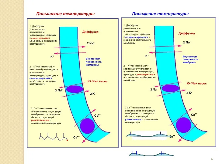 Повышение температуры Внутренняя поверхность мембраны Диффузия K+/Na+ насос Понижение температуры