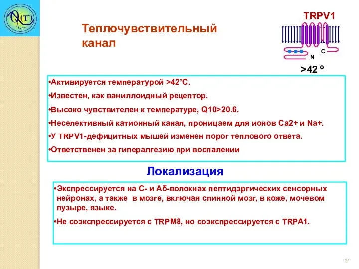 Активируется температурой >42°С. Известен, как ваниллоидный рецептор. Высоко чувствителен к