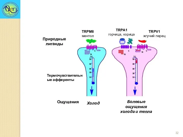 TRPM8 ментол TRPA1 горчица, корица TRPV1 жгучий перец